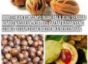 MEMAKAN BUAH / BIJI PALA HUKUMNYA BOLEH APA TIDAK?
