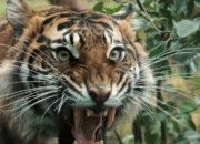 Kisah Safinah Ra. Ketika Ditolong Hewan Buas